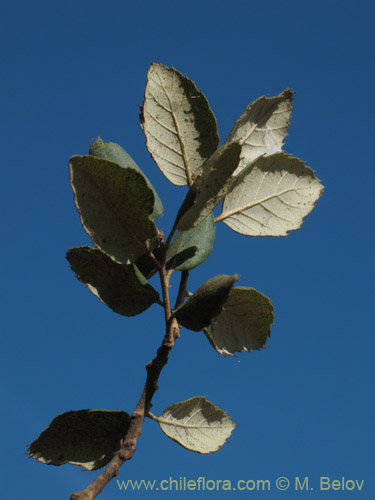 Bild von Quercus ilex (). Klicken Sie, um den Ausschnitt zu vergrössern.