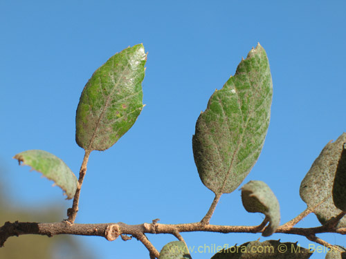 Imágen de Quercus ilex (). Haga un clic para aumentar parte de imágen.