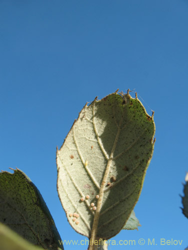 Quercus ilexの写真