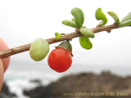 Image of Lycium chilense (Coralillo). Click to enlarge parts of image.