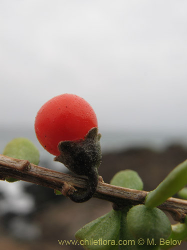 Image of Lycium chilense (Coralillo). Click to enlarge parts of image.