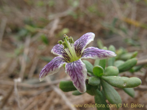 Bild von Lycium chilense (Coralillo). Klicken Sie, um den Ausschnitt zu vergrössern.