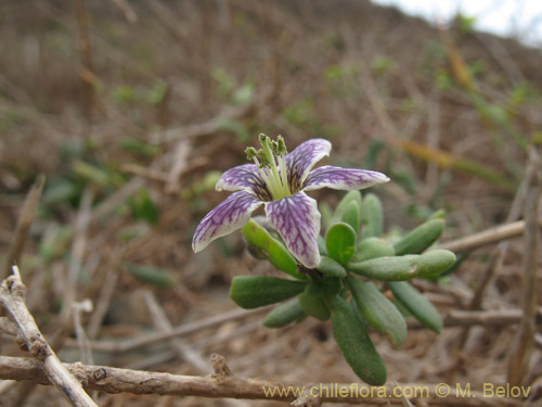 Bild von Lycium chilense (Coralillo). Klicken Sie, um den Ausschnitt zu vergrössern.