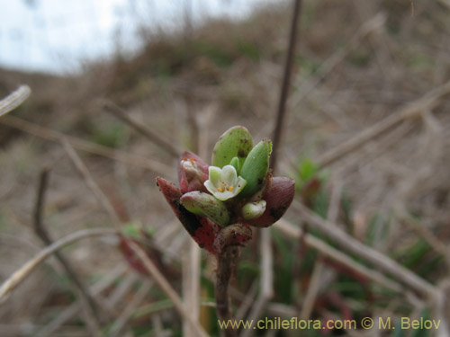 Image of Polygalaceae sp. #2174 (). Click to enlarge parts of image.