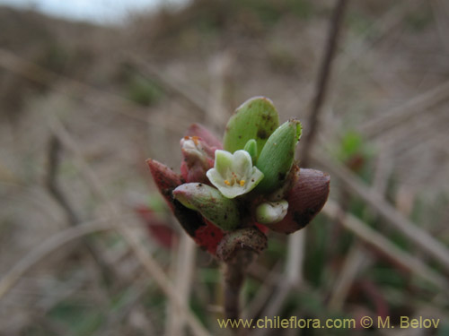 Polygalaceae sp. #2174的照片