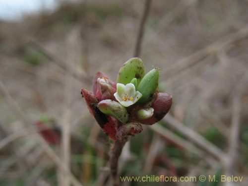 Polygalaceae sp. #2174の写真