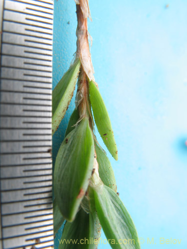 Image of Polygalaceae sp. #2174 (). Click to enlarge parts of image.