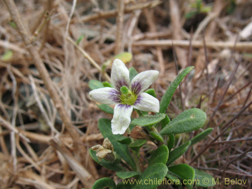 Bild von Lycium chilense (Coralillo). Klicken Sie, um den Ausschnitt zu vergrössern.