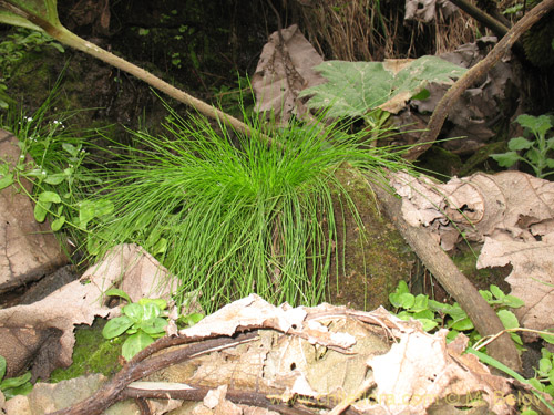 Image of Carex sp. #1945 (). Click to enlarge parts of image.