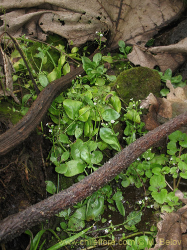 Image of Unidentified Plant sp. #1946 (). Click to enlarge parts of image.