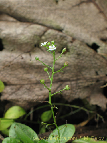 Image of Unidentified Plant sp. #1946 (). Click to enlarge parts of image.