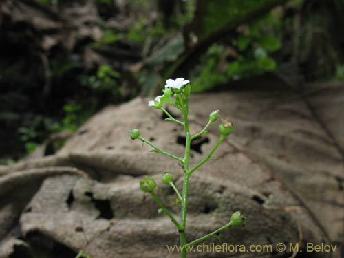 没断定的植物 sp. #1946的照片