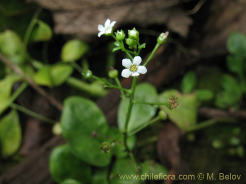 没断定的植物 sp. #1946的照片