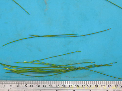 Bild von Carex sp. #1945 (). Klicken Sie, um den Ausschnitt zu vergrössern.