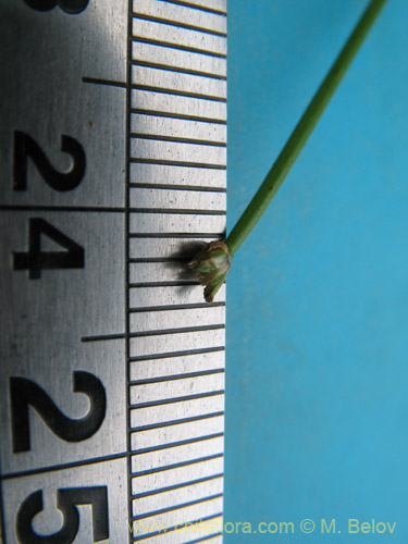 Фотография Carex sp. #1945 (). Щелкните, чтобы увеличить вырез.