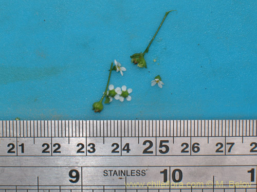 Image of Unidentified Plant sp. #1946 (). Click to enlarge parts of image.