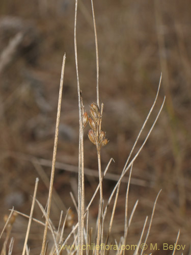 Фотография Juncus bufonius (). Щелкните, чтобы увеличить вырез.