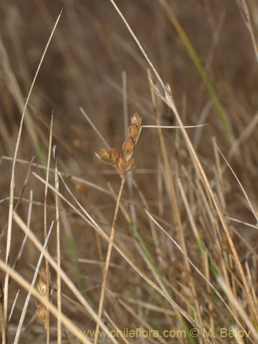 Imágen de Juncus bufonius (). Haga un clic para aumentar parte de imágen.