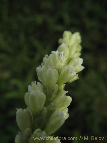 Imágen de Planta no identificada sp. #2187 (). Haga un clic para aumentar parte de imágen.