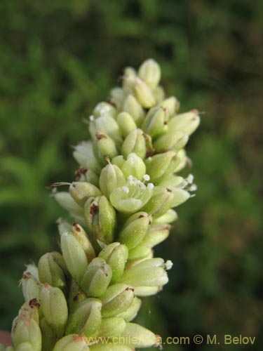 Image of Unidentified Plant sp. #2187 (). Click to enlarge parts of image.