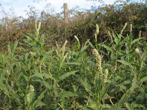 Image of Unidentified Plant sp. #2187 (). Click to enlarge parts of image.