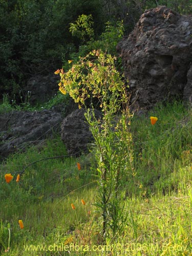 Фотография Tropaeolum brachyceras (). Щелкните, чтобы увеличить вырез.