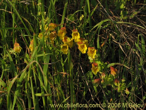 Bild von Tropaeolum brachyceras (). Klicken Sie, um den Ausschnitt zu vergrössern.