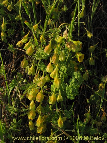 Tropaeolum brachyceras的照片