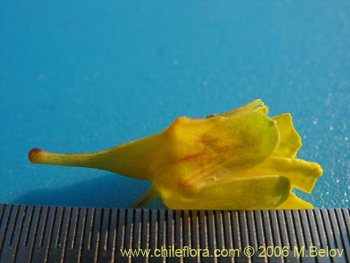 Image of Tropaeolum brachyceras (). Click to enlarge parts of image.