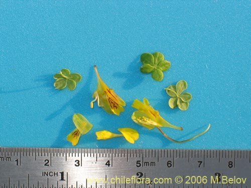 Image of Tropaeolum brachyceras (). Click to enlarge parts of image.