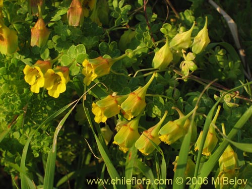 Image of Tropaeolum brachyceras (). Click to enlarge parts of image.