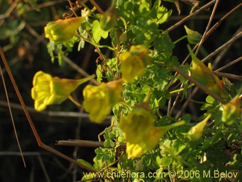 Image of Tropaeolum brachyceras (). Click to enlarge parts of image.