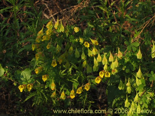 Tropaeolum brachycerasの写真