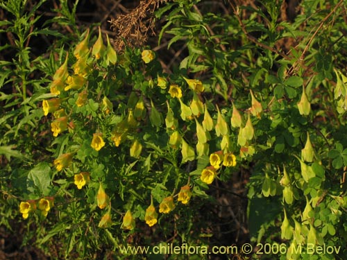 Фотография Tropaeolum brachyceras (). Щелкните, чтобы увеличить вырез.