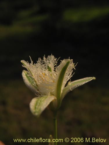 Imágen de Trichopetalum plumosum (Flor de la plumilla). Haga un clic para aumentar parte de imágen.