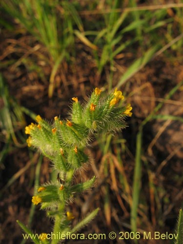 Bild von Amsinckia calycina (Ortiguilla / Hierba rocilla). Klicken Sie, um den Ausschnitt zu vergrössern.