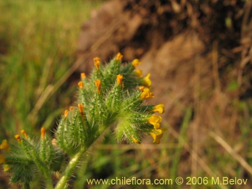 Image of Amsinckia calycina (Ortiguilla / Hierba rocilla). Click to enlarge parts of image.