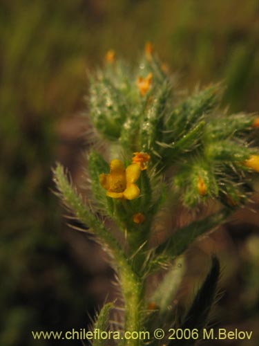 Imágen de Amsinckia calycina (Ortiguilla / Hierba rocilla). Haga un clic para aumentar parte de imágen.