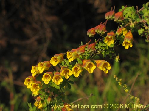 Image of Tropaeolum brachyceras (). Click to enlarge parts of image.