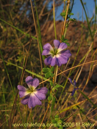 Imágen de Tropaeolum azureum (Soldadillo azul / Pajarito azul). Haga un clic para aumentar parte de imágen.