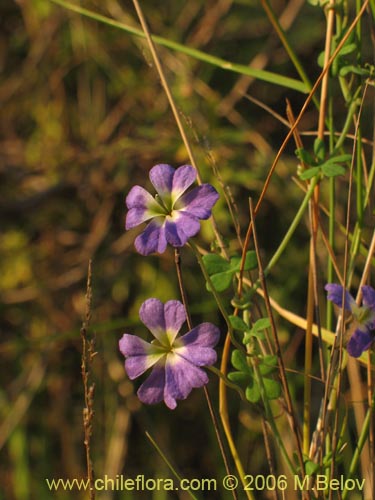 Bild von Tropaeolum azureum (Soldadillo azul / Pajarito azul). Klicken Sie, um den Ausschnitt zu vergrössern.