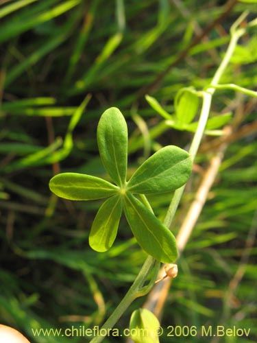 Image of Tropaeolum azureum (Soldadillo azul / Pajarito azul). Click to enlarge parts of image.