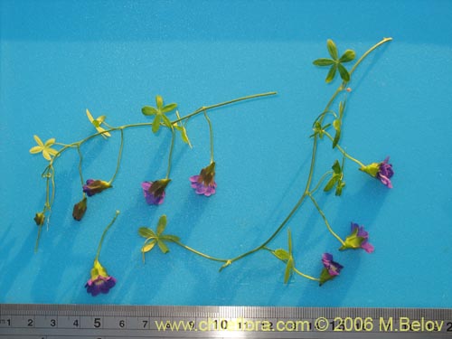 Image of Tropaeolum azureum (Soldadillo azul / Pajarito azul). Click to enlarge parts of image.