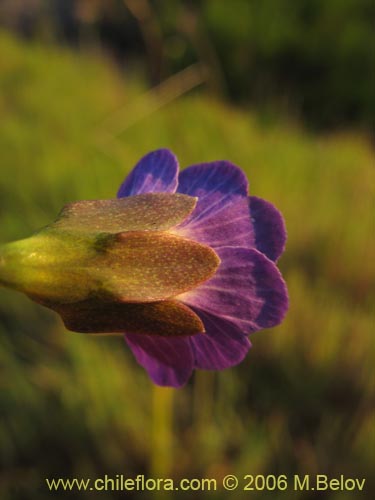 Image of Tropaeolum azureum (Soldadillo azul / Pajarito azul). Click to enlarge parts of image.