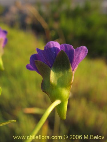 Image of Tropaeolum azureum (Soldadillo azul / Pajarito azul). Click to enlarge parts of image.