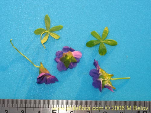 Image of Tropaeolum azureum (Soldadillo azul / Pajarito azul). Click to enlarge parts of image.