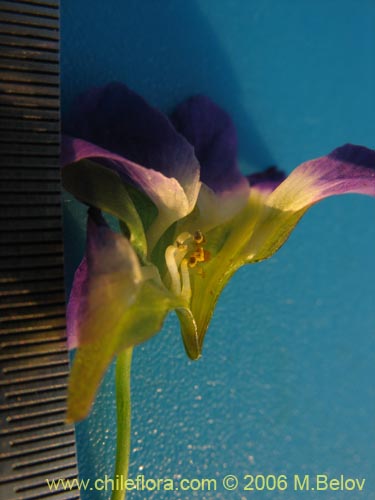 Image of Tropaeolum azureum (Soldadillo azul / Pajarito azul). Click to enlarge parts of image.