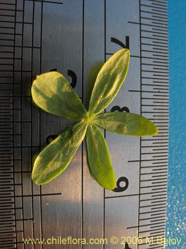 Image of Tropaeolum azureum (Soldadillo azul / Pajarito azul). Click to enlarge parts of image.