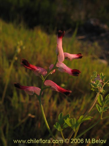 Bild von Fumaria capreolata (Flor de la culebra). Klicken Sie, um den Ausschnitt zu vergrössern.