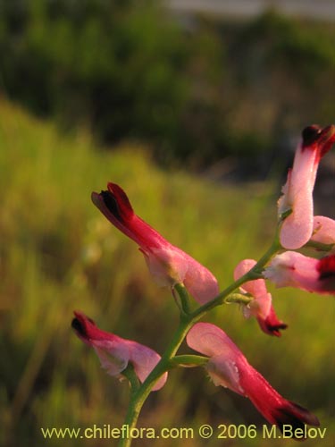 Фотография Fumaria capreolata (Flor de la culebra). Щелкните, чтобы увеличить вырез.